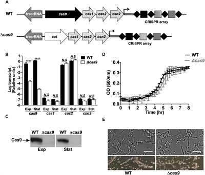 Functional and Proteomic Analysis of Streptococcus pyogenes Virulence Upon Loss of Its Native Cas9 Nuclease